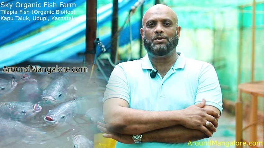 Buy Fresh Tilapia Fish (Organic Biofloc) at Sky Organic Fish Farm  – Kapu Taluk, Udupi